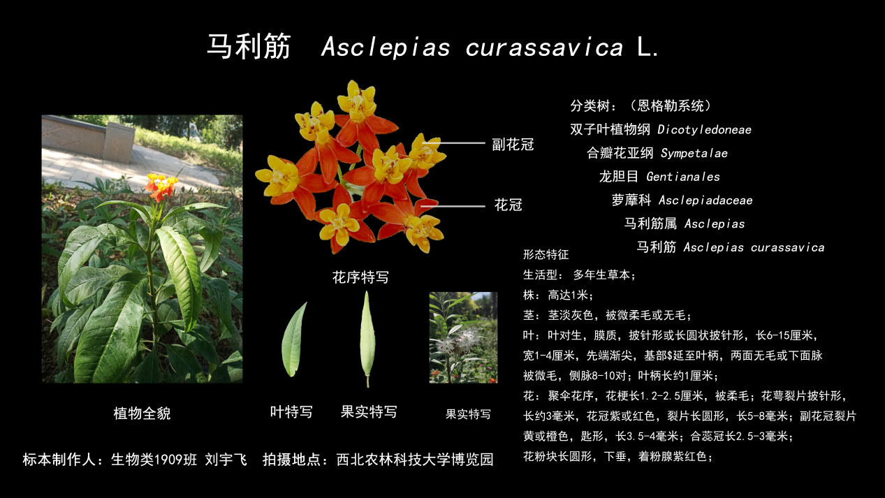 88a1e99819ff4b0db0a7b9ba9c6ab849.png